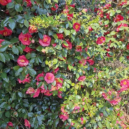 Farm stay Al Motto *